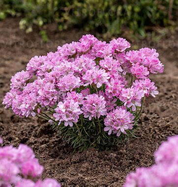 Armērija 'New Zealand Form'